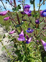 pensemon spectabilis